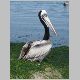 7. wat een mooie pelikaan.JPG